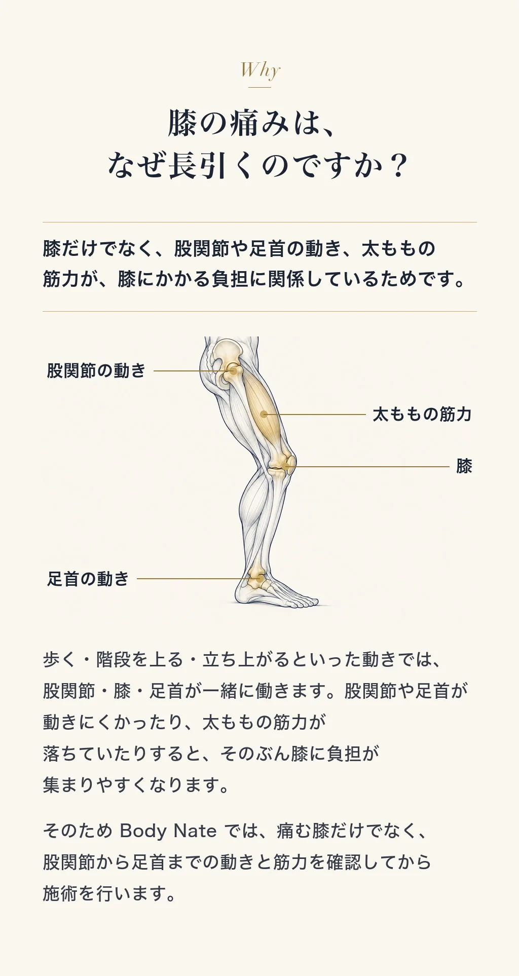 膝の痛みは、なぜ長引くのですか？膝だけでなく、股関節や足首の動き、太ももの筋力が、膝にかかる負担に関係しているためです。